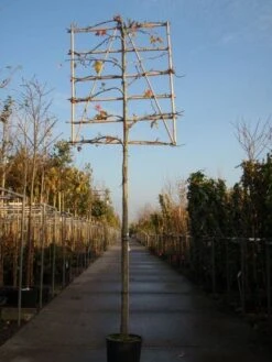 Amberboom Als Leiboom (Liquidambar Styraciflua) -Tuinplanten Winkel 20101217124709 7