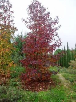 Amberboom Als Struik (Liquidambar Styraciflua) -Tuinplanten Winkel 20101217130339 7