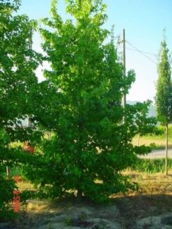 Amberboom Als Struik (Liquidambar Styraciflua) -Tuinplanten Winkel 20101217130349 7