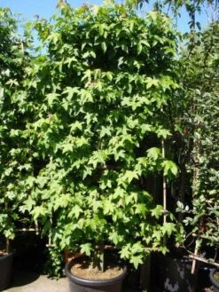Amberboom Als Leivorm (Liquidambar Styraciflua) 23 Amberboom Als Leivorm (Liquidambar Styraciflua) -Tuinplanten Winkel 20101217133819 3