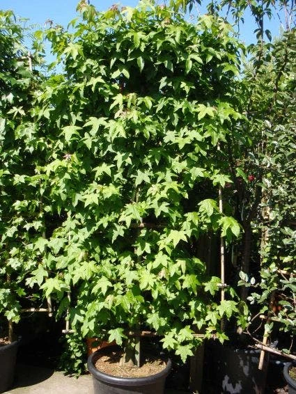 Amberboom Als Leivorm (Liquidambar Styraciflua) 8 Amberboom Als Leivorm (Liquidambar Styraciflua) - Afbeelding 6