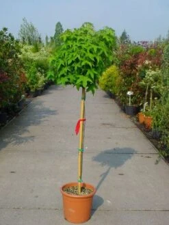 Amberboom Op Stam (Liquidambar 'Gum Ball') 20 Amberboom Op Stam (Liquidambar 'Gum Ball') -Tuinplanten Winkel 20101217134440 2