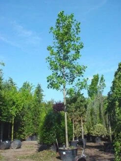 Tulpenboom (Liriodendron Tulipifera) -Tuinplanten Winkel 20101217143606 14