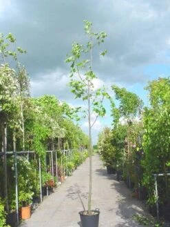 Tulpenboom (Liriodendron Tulipifera) -Tuinplanten Winkel 20101217143638 14