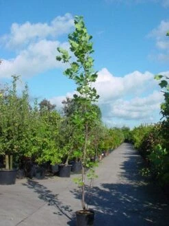 Tulpenboom (Liriodendron Tulipfera 'Fastigiata') -Tuinplanten Winkel 20101217144143 6
