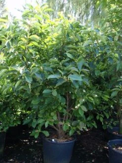 Beverboom Als Struik (Magnolia Soulangeana) -Tuinplanten Winkel 20101217150923 10