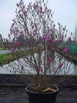 Beverboom Als Struik (Magnolia Susan) -Tuinplanten Winkel 20101217151122 10