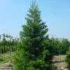 Mammoetboom (Sequoiadendron Giganteum) -Tuinplanten Winkel 20101217160943 8