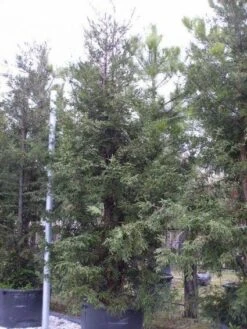 Kustmammoetboom (Sequoia Sempervirens) -Tuinplanten Winkel 20101217161907 8