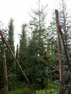 Kustmammoetboom (Sequoia Sempervirens) -Tuinplanten Winkel 20101217161916 8