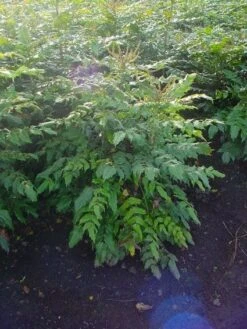 Chinese Mahoniestruik (Mahonia Bealei 'Hivernant') -Tuinplanten Winkel 20101217163600 2