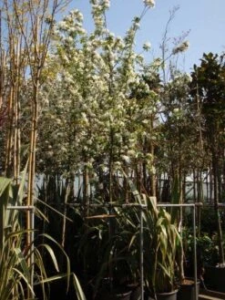 Sierappel (Malus 'John Downie') 6 Sierappel (Malus 'John Downie') -Tuinplanten Winkel 20101217164621 12