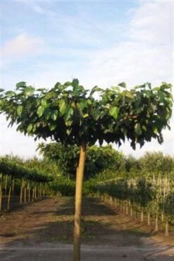 Dakmoerbei (Morus Alba 'Fruitless' ) -Tuinplanten Winkel 20101217165651 6