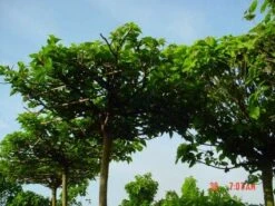 Dakmoerbei (Morus Alba 'Macrophylla') 23 Dakmoerbei (Morus Alba 'Macrophylla') -Tuinplanten Winkel 20101217170400 9