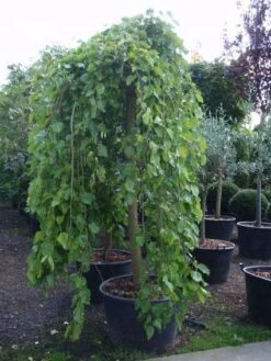 Moerbei Als Treurboom (Morus Alba 'Pendula') -Tuinplanten Winkel 20101217170434 9