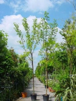 Zwarte Moerbei Als Boom (Morus Nigra) -Tuinplanten Winkel 20101217171258 8