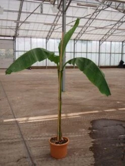 Bananenboom (Musa Basjoo) -Tuinplanten Winkel 20101217171808 6