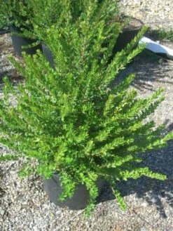 Dwergmirte (Myrtus Communis 'Tarentina') -Tuinplanten Winkel 20101217172218 2