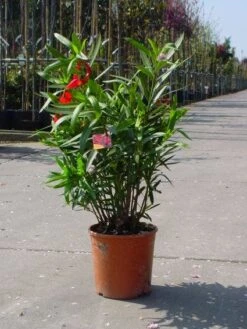 Rode Oleander (Nerium Oleander) -Tuinplanten Winkel 20101220113038 8 1