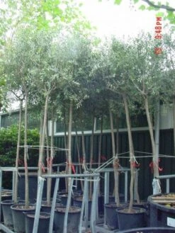 Olijfboom (Olea Europaea ) -Tuinplanten Winkel 20101220124109 9