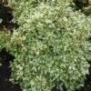 Schijnhulst (Osmanthus Heterophyllus 'Goshiki') -Tuinplanten Winkel 20101220135702 5