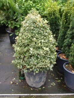 Schijnhulst (Osmanthus Heterophyllus 'Variegatus') -Tuinplanten Winkel 20101220135827 5