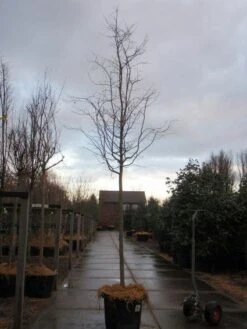 Perzisch IJzerhout Als Boom (Parrotia Persica) 7 Perzisch IJzerhout Als Boom (Parrotia Persica) -Tuinplanten Winkel 20101220142408 8