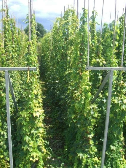 Wingerd (Parthenocissus Tricuspidata 'Veitchii') 5 Wingerd (Parthenocissus Tricuspidata 'Veitchii') - Afbeelding 3