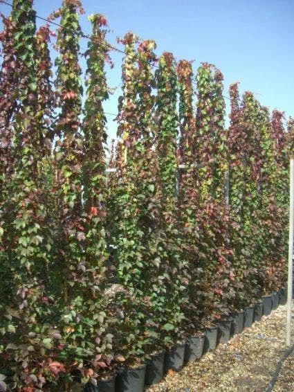 Wingerd (Parthenocissus Tricuspidata 'Veitchii') 8 Wingerd (Parthenocissus Tricuspidata 'Veitchii') - Afbeelding 6