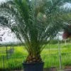 Canarische Dadelpalm (Phoenix Canariensis) -Tuinplanten Winkel 20101220144445 10