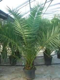Canarische Dadelpalm (Phoenix Canariensis) -Tuinplanten Winkel 20101220144503 10