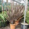 Nieuw Zeelands Vlas (Phormium Tenax 'Purpureum') -Tuinplanten Winkel 20101220145115 7