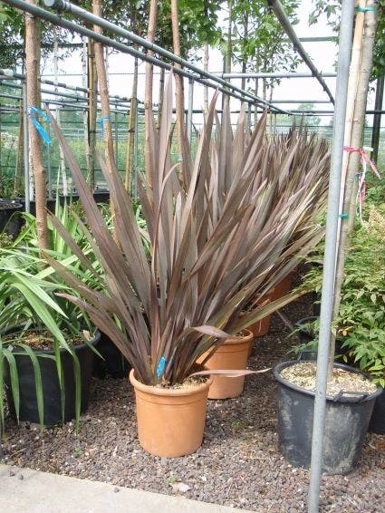 Nieuw Zeelands Vlas (Phormium Tenax 'Purpureum') 3 Nieuw Zeelands Vlas (Phormium Tenax 'Purpureum')