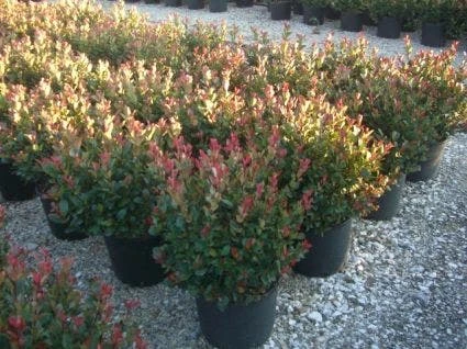 Glansmispel (Photinia Fraseri 'Little Red Robin') 5 Glansmispel (Photinia Fraseri 'Little Red Robin') - Afbeelding 3