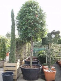 Glansmispel Als Boom (Photinia Fraseri 'Red Robin') -Tuinplanten Winkel 20101220152227 9