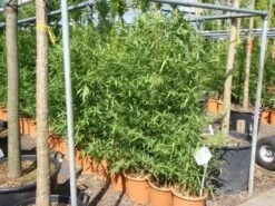 Bamboe (Phyllostachys Aurea) 27 Bamboe (Phyllostachys Aurea) -Tuinplanten Winkel 20101220162232 13