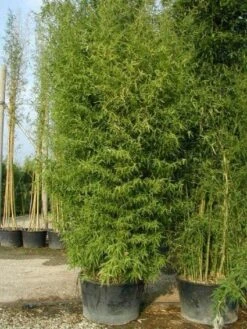 Bamboe (Phyllostachys Aurea) 24 Bamboe (Phyllostachys Aurea) -Tuinplanten Winkel 20101220162254 13