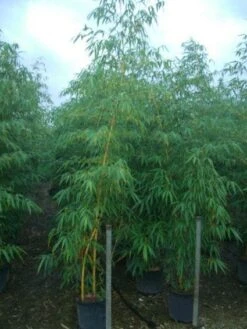 Bamboe (Phyllostachys Vivax 'Aureocaulis') -Tuinplanten Winkel 20101220170619 7