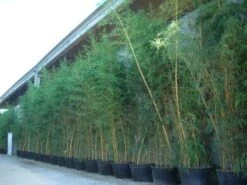 Bamboe (Phyllostachys Vivax 'Aureocaulis') -Tuinplanten Winkel 20101220170631 7