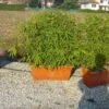 Bamboe Als Meeneemhaag (Phyllostachys Aurea) -Tuinplanten Winkel 20101220170943 1