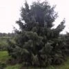 Spar (Picea Breweriana) 1 Spar (Picea Breweriana) -Tuinplanten Winkel 20101220171250 4