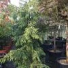 Kaukasische Spar (Picea Orientalis 'Aureospicata') -Tuinplanten Winkel 20101220171450 9