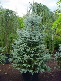 Amerikaanse Blauwe Spar (Picea Pungens 'Fat Albert') -Tuinplanten Winkel 20101220171725 7