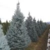 Amerikaanse Blauwe Spar (Picea Pungens 'Fat Albert') -Tuinplanten Winkel 20101220171738 7