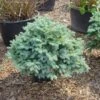 Colorado Spar (Picea Pungens 'Glauca Globosa') -Tuinplanten Winkel 20101220172124 8
