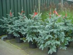 Spar (Picea Pungens 'Hoopsii') -Tuinplanten Winkel 20101220172803 13