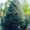 Spar (Picea Pungens 'Hoopsii') -Tuinplanten Winkel 20101220172833 13