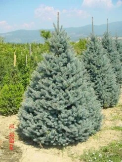 Zilverden (Picea Pungens 'Koster') -Tuinplanten Winkel 20101220173516 9