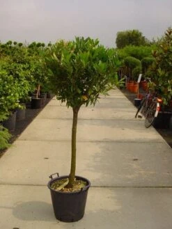 Laurierkers Op Stam (Prunus Laurocerasus 'Otto Luyken') -Tuinplanten Winkel 20101221104726 2