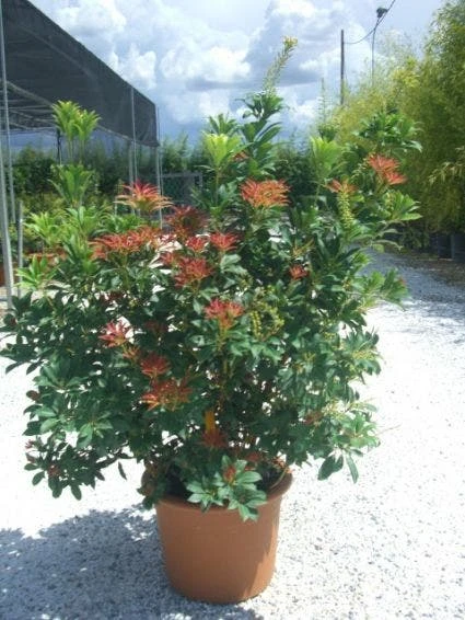 Rotsheide (Pieris Japonica 'Mountain Fire') 5 Rotsheide (Pieris Japonica 'Mountain Fire') - Afbeelding 3